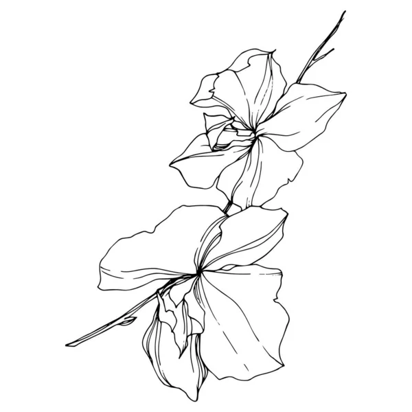 Vektör Siyah Orkide Çiçekleri Beyaz Izole Oyulmuş Mürekkep Sanatı — Stok Vektör