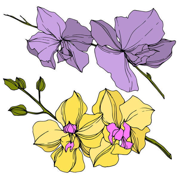 Vector yellow and violet orchid flowers isolated on white. Engraved ink art. 