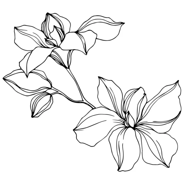 Vector Black Orchid Flowers Isolated White Engraved Ink Art — Stock Vector