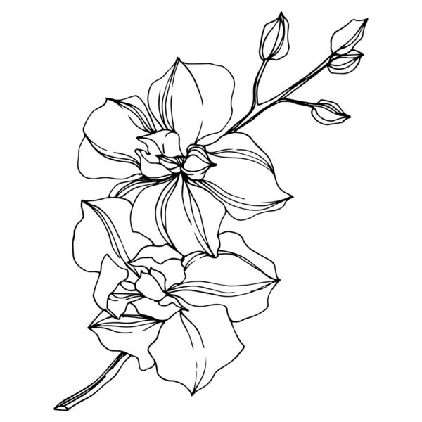 Vector black orchid flowers isolated on white. Engraved ink art. 