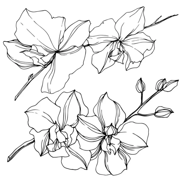 Vector Flores Orquídea Negro Aislado Blanco Arte Tinta Grabada — Archivo Imágenes Vectoriales