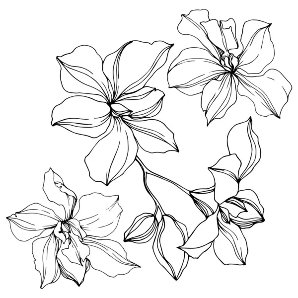 Vector Black Orchid Flowers Isolated White Engraved Ink Art — Stock Vector