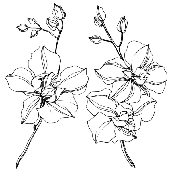 Vector Flores Orquídea Negro Aislado Blanco Arte Tinta Grabada — Vector de stock