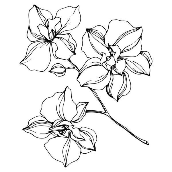 Vector black orchid flowers isolated on white. Engraved ink art. 