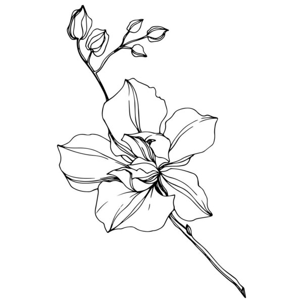 Vector black orchid flowers isolated on white. Engraved ink art. 