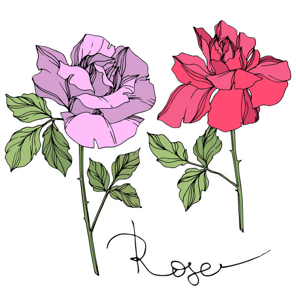 Векторные фиолетовые и розовые розы цветы с зелеными листьями изолированы на белом
. 