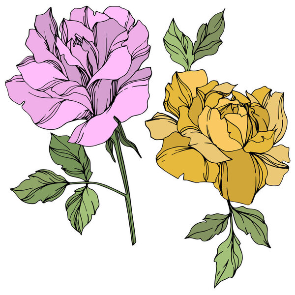 Vector violet and yellow roses flowers with green leaves isolated on white. 
