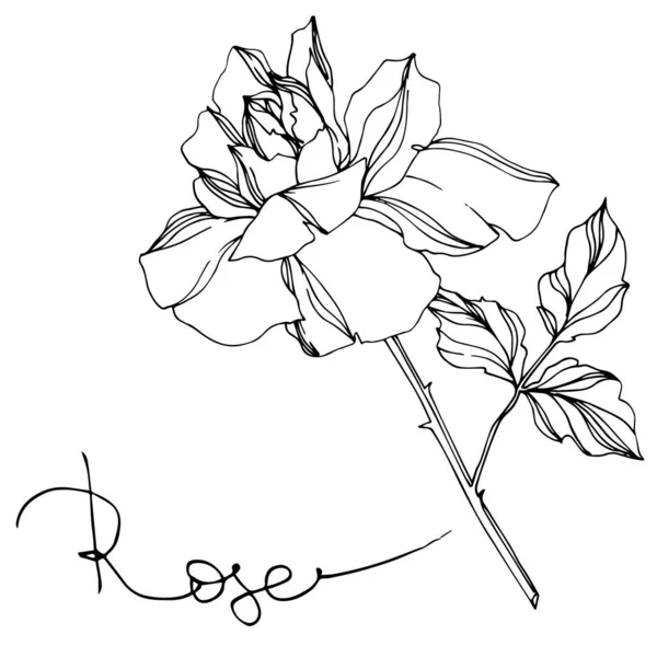 Vector Zwart Wit Rose Met Bladeren Illustratie Element — Stockvector