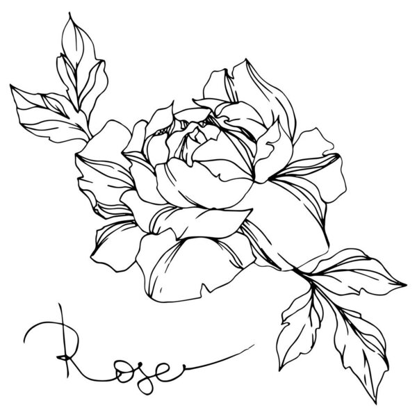 Vector black and white rose with leaves illustration element