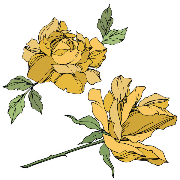 Vector yellow roses flowers with green leaves isolated on white. 