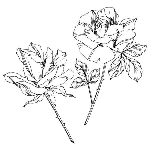 Векторные Черно Белые Розы Элементами Иллюстрации Листьев — стоковый вектор