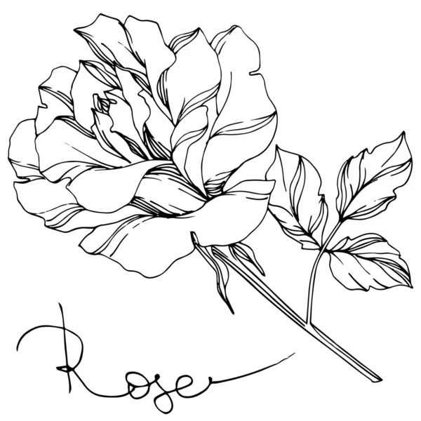 Rosa Vectorial Blanco Negro Con Elemento Ilustrativo Hojas — Vector de stock