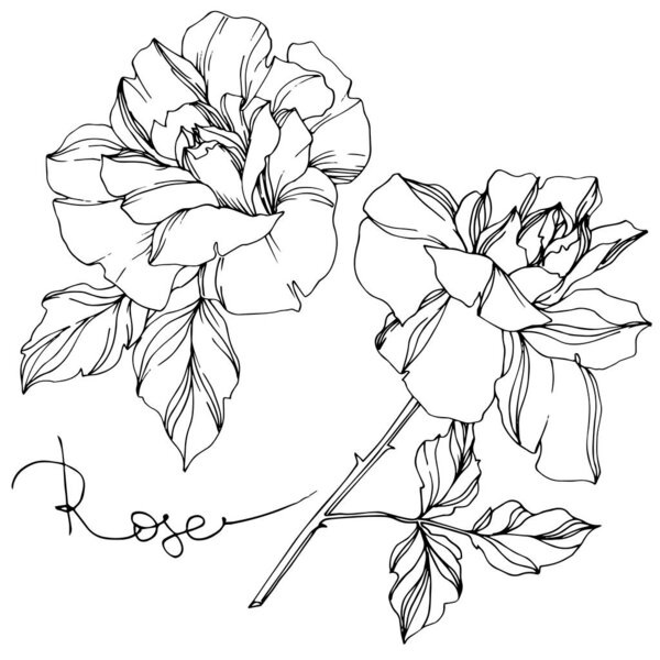 Vector black and white roses with leaves illustration elements