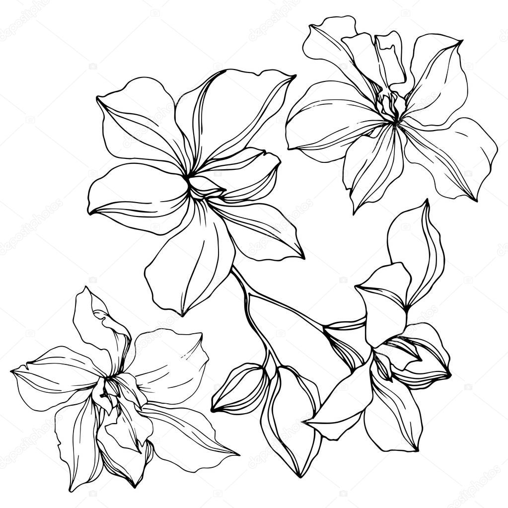 Vector black orchid flowers isolated on white. Engraved ink art. 