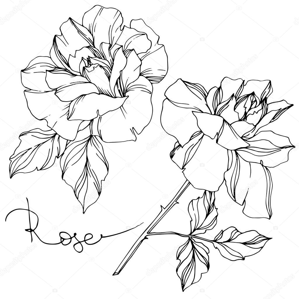 Vector black and white roses with leaves illustration elements