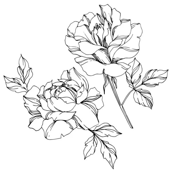 Vector Black White Roses Leaves Illustration Elements — Stock Vector