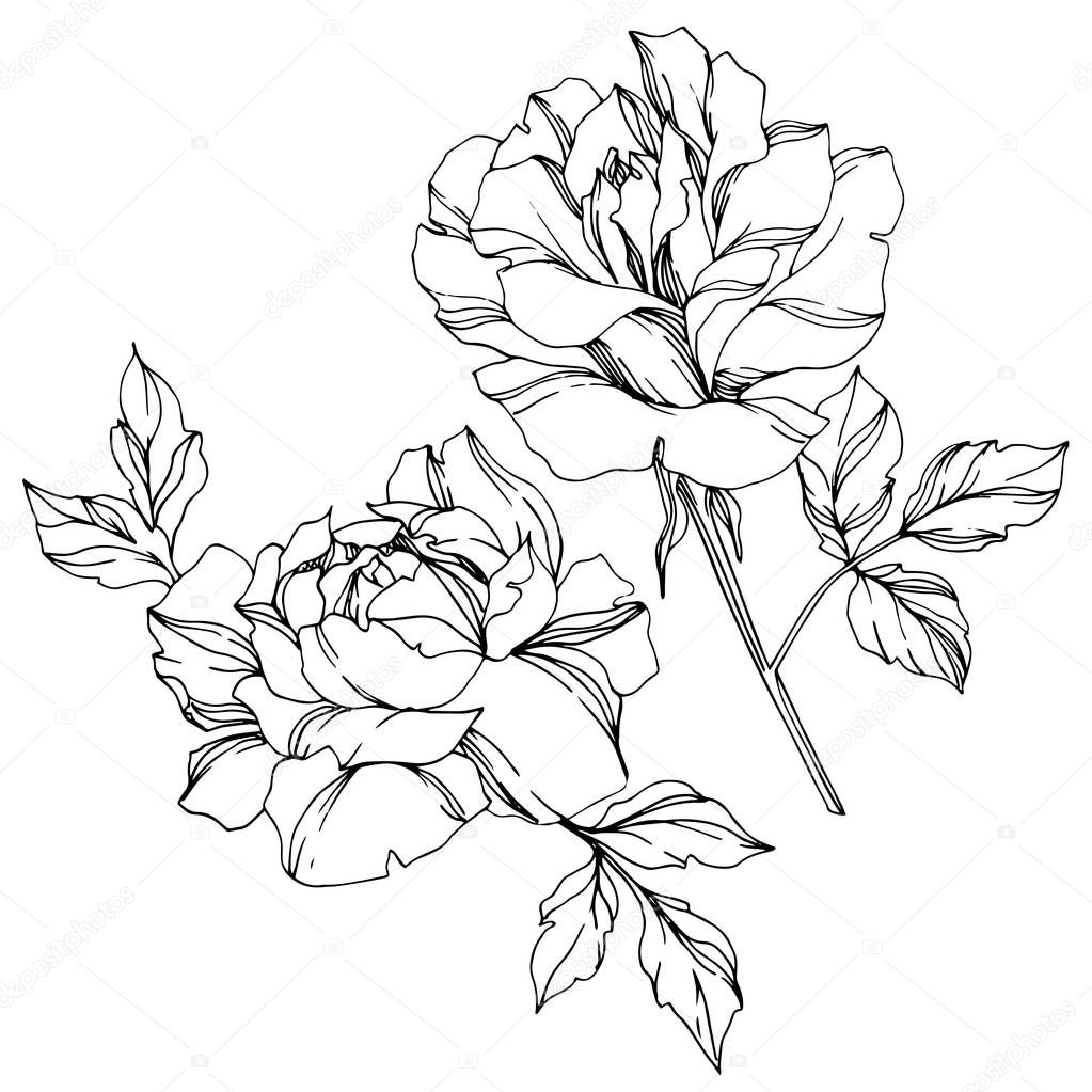 Vector black and white roses with leaves illustration elements