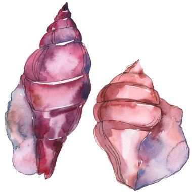 Mor deniz tropikal deniz kabuğu beyaz izole. Suluboya arka plan illüstrasyon seti. 