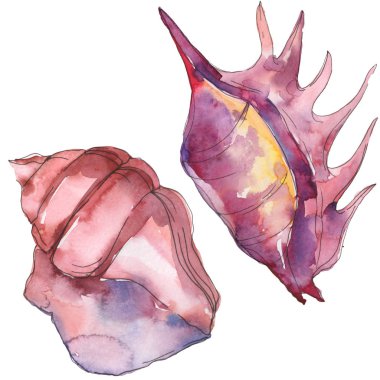 Mor deniz tropikal deniz kabuğu beyaz izole. Suluboya arka plan illüstrasyon seti. 