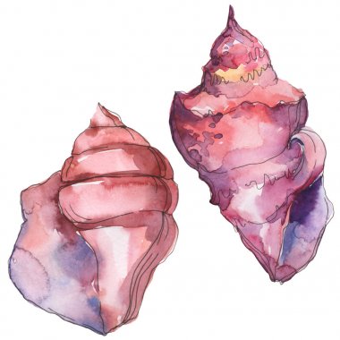 Mor deniz tropikal deniz kabuğu beyaz izole. Suluboya arka plan illüstrasyon seti. 