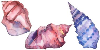 Mavi ve mor deniz tropikal deniz kabuğu beyaz izole. Suluboya arka plan illüstrasyon seti. 