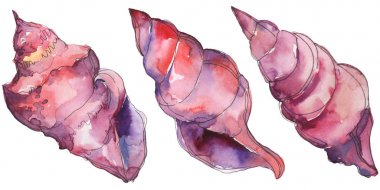 Mor deniz tropikal deniz kabuğu beyaz izole. Suluboya arka plan illüstrasyon seti. 