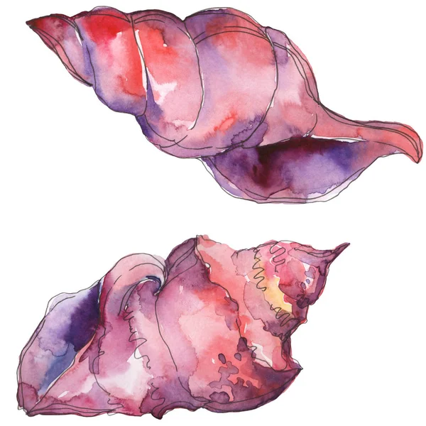 Mor deniz tropikal deniz kabuğu beyaz izole. Suluboya arka plan illüstrasyon seti. 