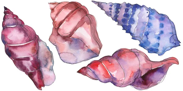 Mavi ve mor deniz tropikal deniz kabuğu beyaz izole. Suluboya arka plan illüstrasyon seti. 