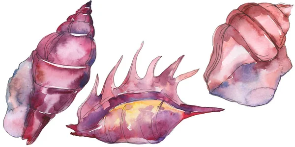 Fioletowy Morski Seashell Tropikalny Białym Tle Akwarela Ilustracja Tło Zestaw — Zdjęcie stockowe