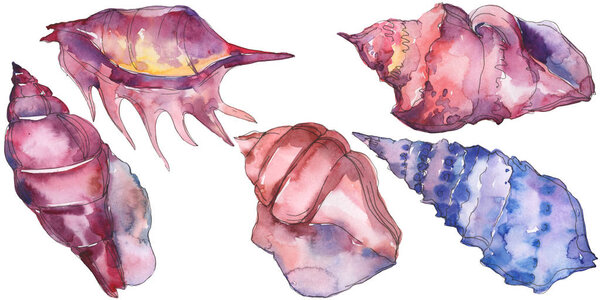 Blue and purple marine tropical seashell isolated on white. Watercolor background illustration set. 
