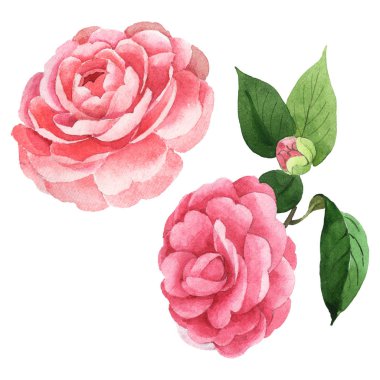 Pembe camelia çiçek botanik çiçekleri. Suluboya arka plan illüstrasyon seti. Yalıtılmış camelia illüstrasyon elemanı.