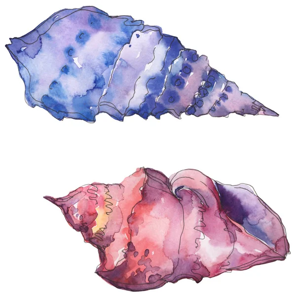 Blue Purple Marine Tropical Seashell Isolated White Watercolor Background Illustration — Stock Photo, Image