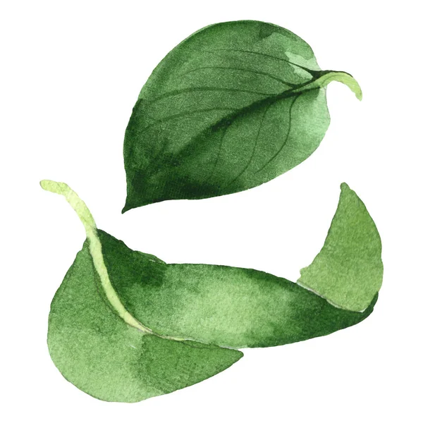 Camelia green leaves floral botanical flower. Watercolor background set. Isolated camelia illustration element.