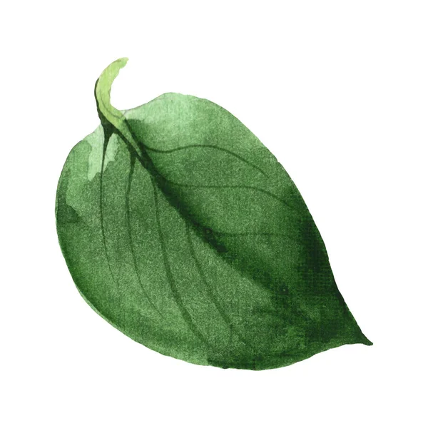 카멜리아 녹색 잎 꽃 식물 꽃입니다. 수채화 배경 세트입니다. 고립 된 카멜리아 일러스트 요소. — 스톡 사진
