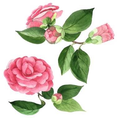 Pembe camelia çiçek botanik çiçekleri. Suluboya arka plan illüstrasyon seti. Yalıtılmış camelia illüstrasyon elemanı.