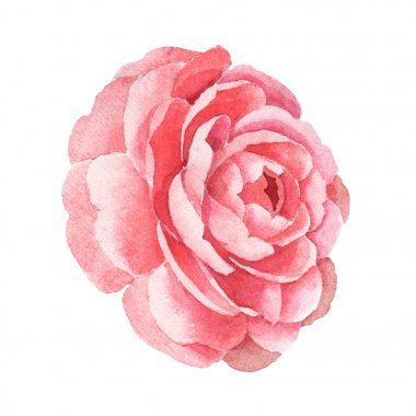 Pembe camelia çiçek botanik çiçekleri. Suluboya arka plan illüstrasyon seti. Yalıtılmış camelia illüstrasyon elemanı.