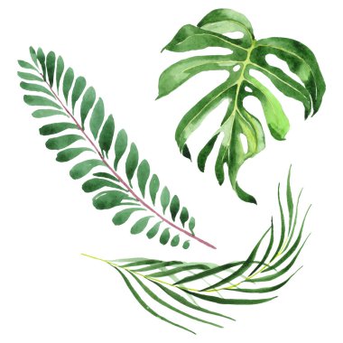 Egzotik tropikal hawaii yeşil palmiye yaprakları beyaz izole. Suluboya arka plan seti. 