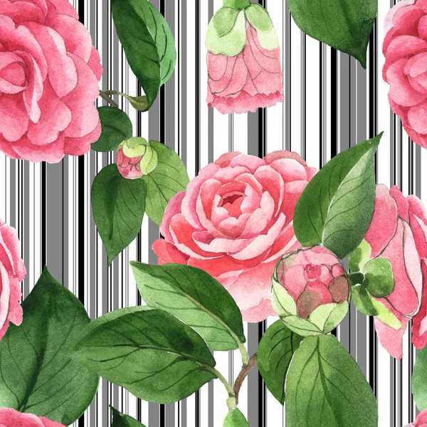 Pink Camellia Flowers Green Leaves White Background Black Lines Watercolor — Stock Photo, Image