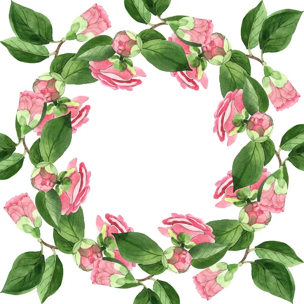 Flores Camelia Rosa Con Hojas Verdes Aisladas Blanco Conjunto Ilustración — Foto de Stock