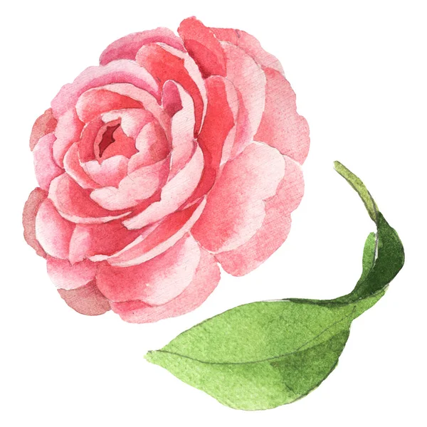 Růžová Kamelie květinové botanické květiny. Vodný obrázek pozadí-barevný. Izolovaná Camelie-ilustrace. — Stock fotografie