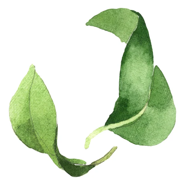 Camelia green leaves floral botanical flower. Watercolor background set. Isolated camelia illustration element.