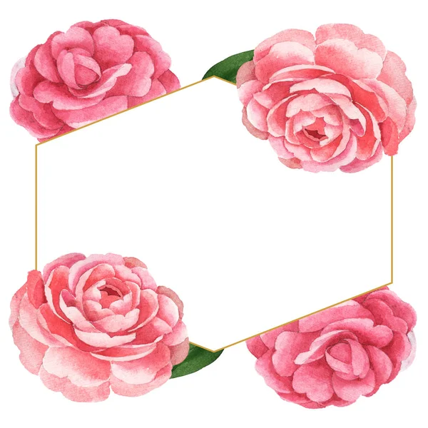 Różowe Kwiaty Kamelia Zielonymi Listwami Wyizolowanymi Biało Akwarela Zestaw Ilustracji — Zdjęcie stockowe