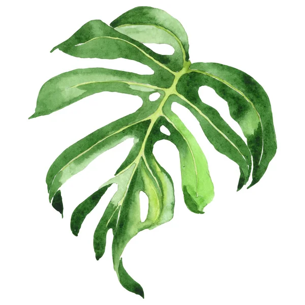 Egzotikus Trópusi Hawaii Zöld Pálma Levelek Elszigetelt Fehér Akvarell Háttér — Stock Fotó