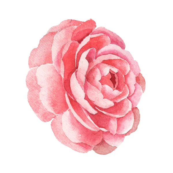 Pink camelia floral botanical flowers. Watercolor background illustration set. Isolated camelia illustration element. — Stock Image Pink camelia floral botanical flowers. Watercolor background illustration set. Isolated camelia illustration element. Stock Photo