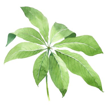 Egzotik tropikal hawaii yeşil palmiye yaprakları beyaz izole. Suluboya arka plan seti. 