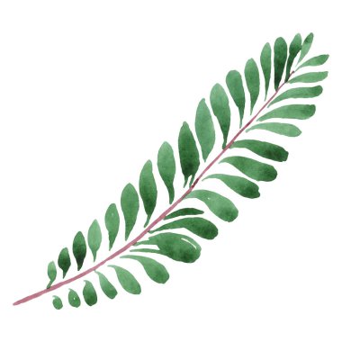 Egzotik tropikal hawaii yeşil palmiye yaprakları beyaz izole. Suluboya arka plan seti. 