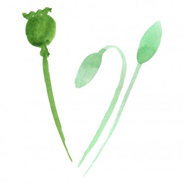 Yeşil haşhaş tomurcukları beyaz izole. Suluboya arka plan seti. 