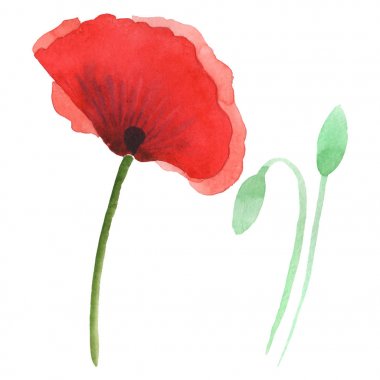 Kırmızı haşhaş beyaz izole. Suluboya arka plan illüstrasyon seti. 