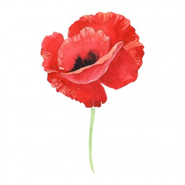 Red poppy isolated on white. Watercolor background illustration element. clipart