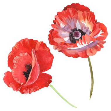 Red poppies isolated on white. Watercolor background illustration set.  clipart